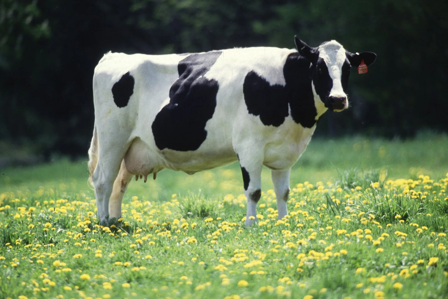 Holstein-Kuh auf der Weide, Seitenansicht